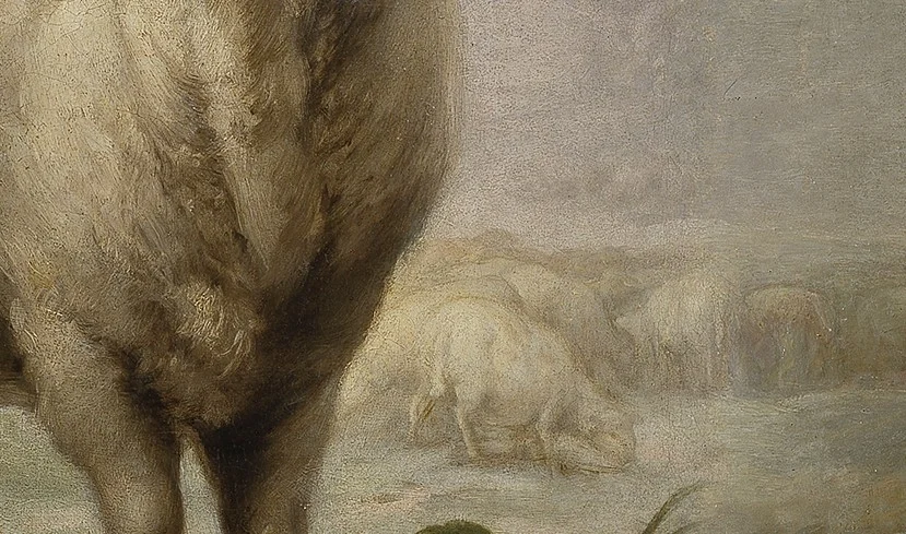 The rest of the flock grazes far behind. This one sheep has been singled out.