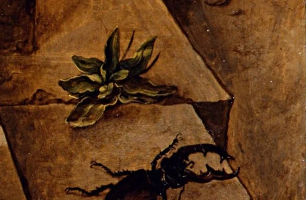 In the corner a stag beetle crawls over the stone.