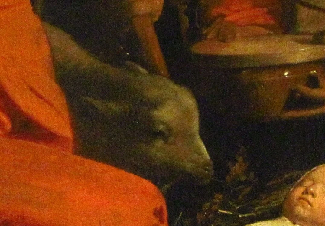 The lamb pushes its head in between the adults and reaches furthest forward of all.